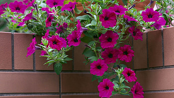 Flowers, Plant, Petals HD wallpaper