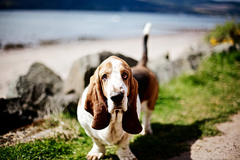 Animals, Dog, Muzzle, Sight, Opinion, Eared HD wallpaper