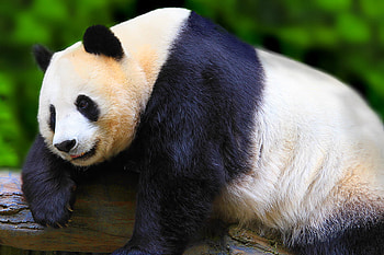 sweet panda for leo19, sweet, black and white, friendship, china, panda HD wallpaper