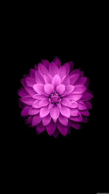 Samsung Galaxy S6 Edge Plus - Flower , Samsung Tab S6 HD phone wallpaper