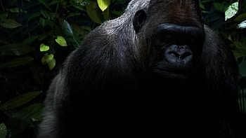 Gorilla for U TV, Stunning visuals, Digital masterpieces, beauty HD wallpaper