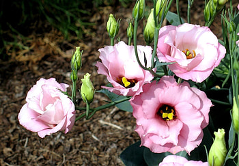 Flowers, Flower Bed, Flowerbed, Disbanded, Loose, Buds, Lisiantus Russell, Lisianthus Russell HD wallpaper