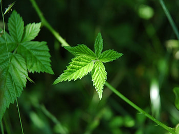 leaf, , nature, leafs HD wallpaper