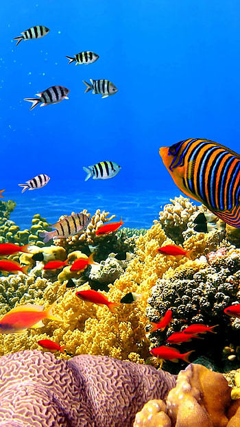 Fish Water, Adorable, Fish HD phone wallpaper