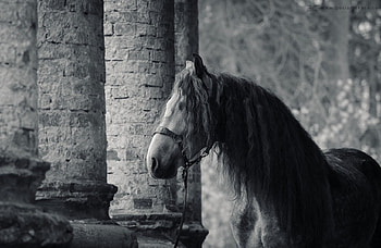 Black &White Andalusian, spanish, andalusian, horses, grey, dapple, iberian HD wallpaper