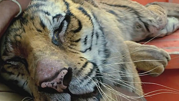 You are my friend, Rest, Friends, Tiger, Life of Pi HD wallpaper