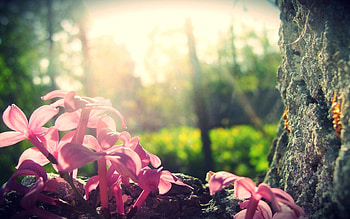 Lilac, Summer, Macro, Wood, Tree, Ant HD wallpaper