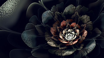 Dark Flower, Black Flower HD wallpaper