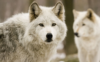 Animals, Wolfs HD wallpaper