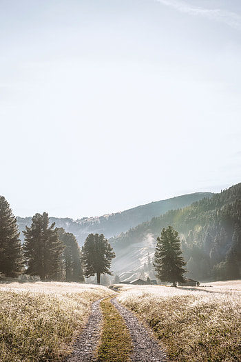 Landscape, Nature, Trees, Mountains, Road, Fog HD phone wallpaper