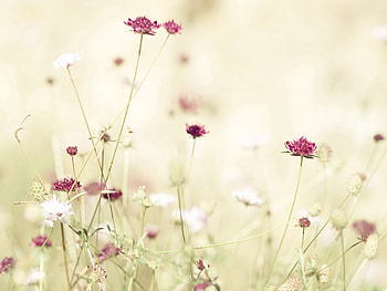 Flowers, Shine, Light, Polyana, Glade, Stems HD wallpaper