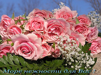 Plants, Holidays, Flowers, Roses HD wallpaper