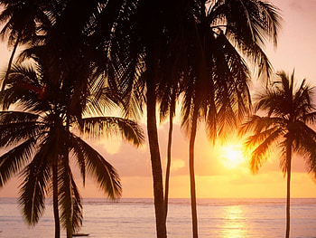 Landscape, Sunset, Sea, Palms HD wallpaper