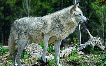 Animals, Grass, Light, Predator, Light Coloured, Wolf HD wallpaper