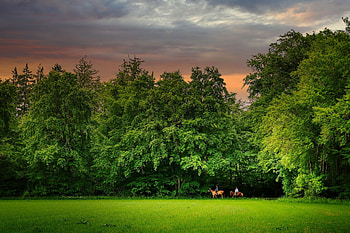 Meadow, Field, Evening, Horses HD wallpaper