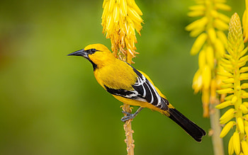 Yellow Oriole, bird, flower, yellow, oriole HD wallpaper