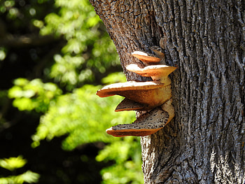 Beauty On A Forest Tree, Mushrooms, Nature, graphy, Forest HD wallpaper