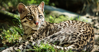 Ocelot, High-quality , Exquisite feline, Majestic predator HD wallpaper