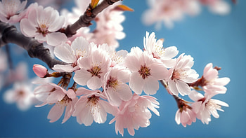 Cherry blossom Branch, flower, cherry blossom, close-up HD wallpaper