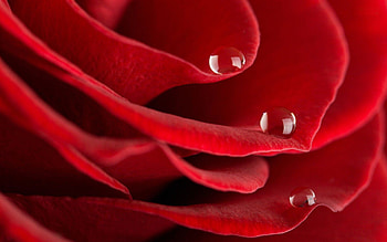 Red Rose With water drop wide screen HD wallpaper