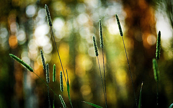 Grass, Macro, Bright, Shallow, Small HD wallpaper