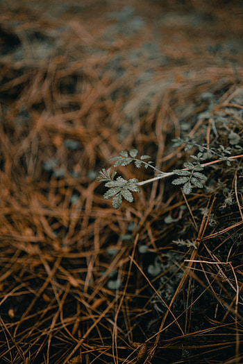 Grass, Plant, Macro, Dry HD phone wallpaper