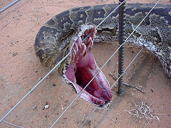 Python, Animals, Reptile, Snake HD wallpaper