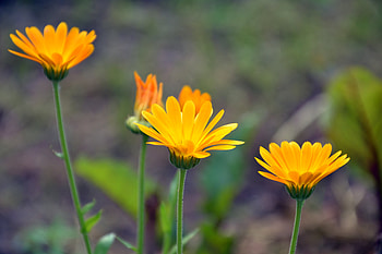 Flowers, Macro, Blur, Smooth, Calendula HD wallpaper