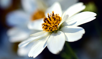 Flower, Macro, Close-Up, Bidens Ferulifolia HD wallpaper