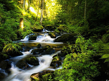 Forest Waterfall, trees, waterfall, nature, forest, stones HD wallpaper
