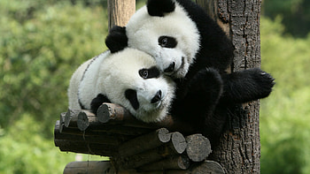 Giant Panda Zoo, Pandas HD wallpaper