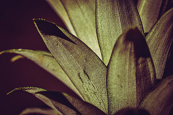 Big bright leaf, house plant, leaf HD wallpaper