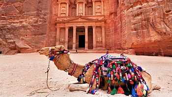 Petra, Camels HD wallpaper