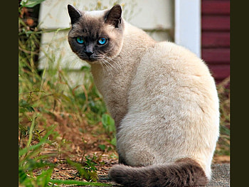 Blue Eyes, blue, , eyes, cool, cat HD wallpaper