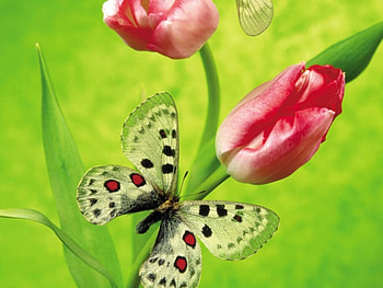 Butterflies and tulips, garden, cream butterflies, pink red tulips HD wallpaper