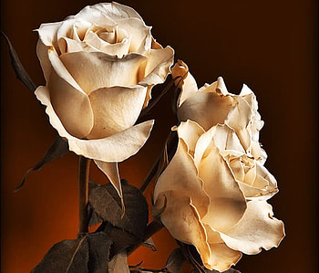 Roses, white, nature, flowers HD wallpaper