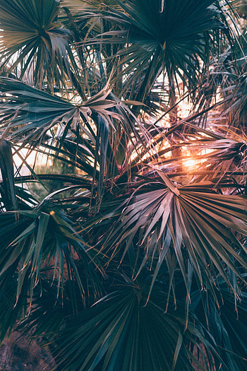 Nature, Leaves, Palms, Beams, Rays, Branches, Sunlight HD phone wallpaper
