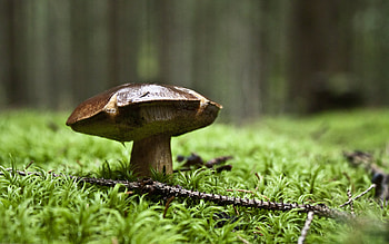 Bay bolete, Forest Mushrooms HD wallpaper