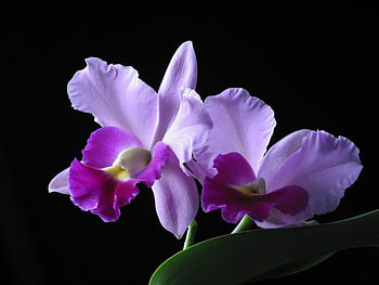 beautiful flower, beautiful, nature, flower HD wallpaper