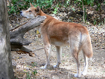 Fraser Island Dingo, dog, australian, dingo, wild HD wallpaper