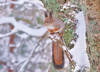Animal, squirrel HD wallpaper