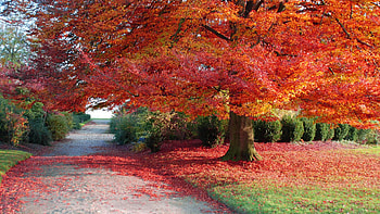 sprinkled with red, autumn, nature, graphy, fall HD wallpaper