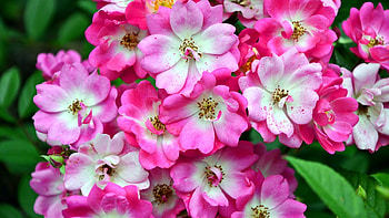 Beautiful Flowers, pink, nature, flowers, petals HD wallpaper