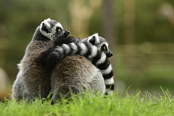 Animals, Couple, Pair, Lemur, Embrace HD wallpaper