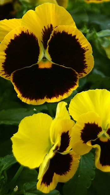Pansy, Yellow HD phone wallpaper
