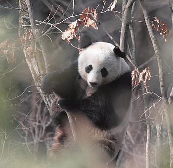 panda for leo19, white, black, bear, tree, panda HD wallpaper