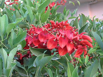 Flowers, Bright, Beauty, Branches, Greens HD wallpaper