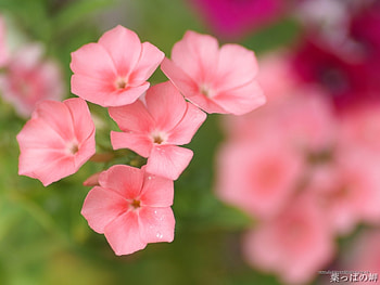 Plants, Flowers HD wallpaper