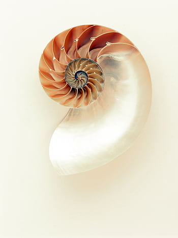 Close-up of a nautilus shell displaying its intricate spiral and pearl-like interior. HD phone wallpaper