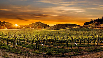 Napa , Stunning backgrounds, Captivating scenery, Access HD wallpaper